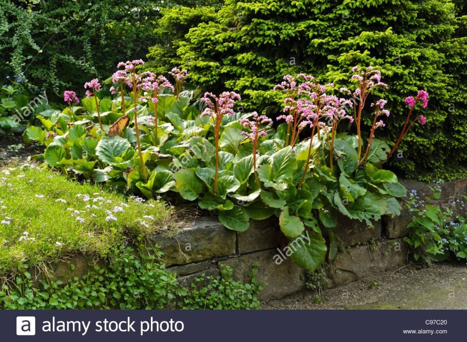 Бадан и Хоста