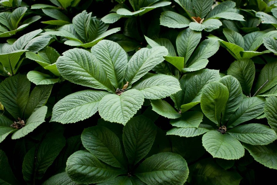 Роджерсия перистая 'elegans'