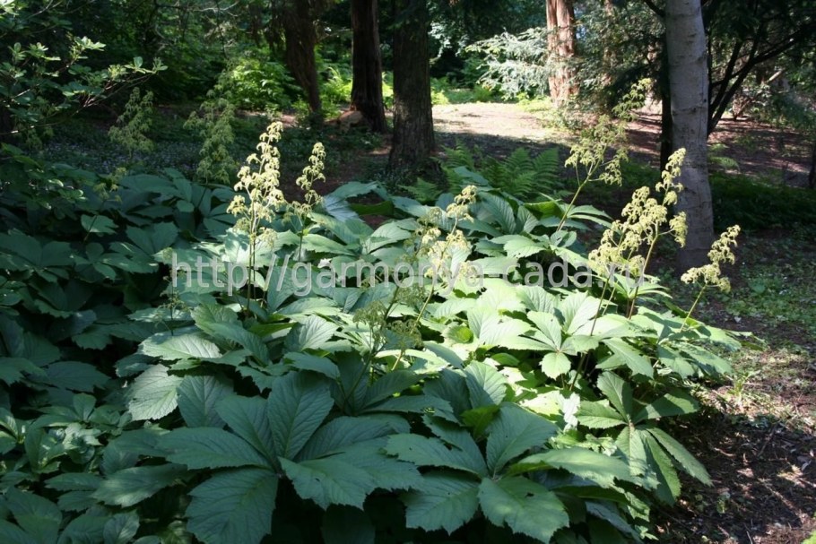 Роджерсия конскокаштаннолистная