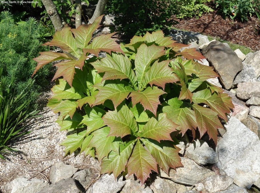 Роджерсия "Braunlaub" (Rodgersia)