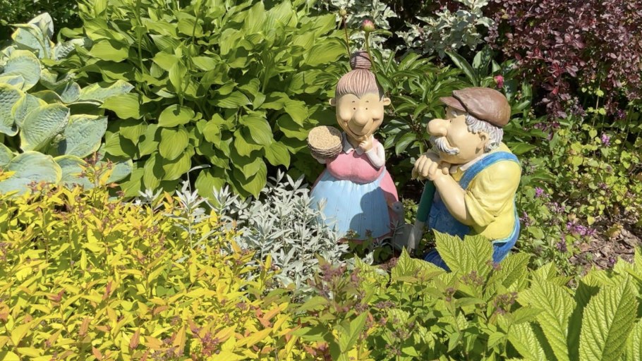 Дармера и роджерсия