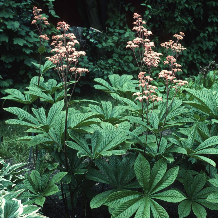 Роджерсия конскокаштанолистная