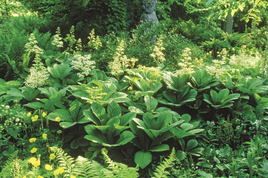 Роджерсия подофилловая