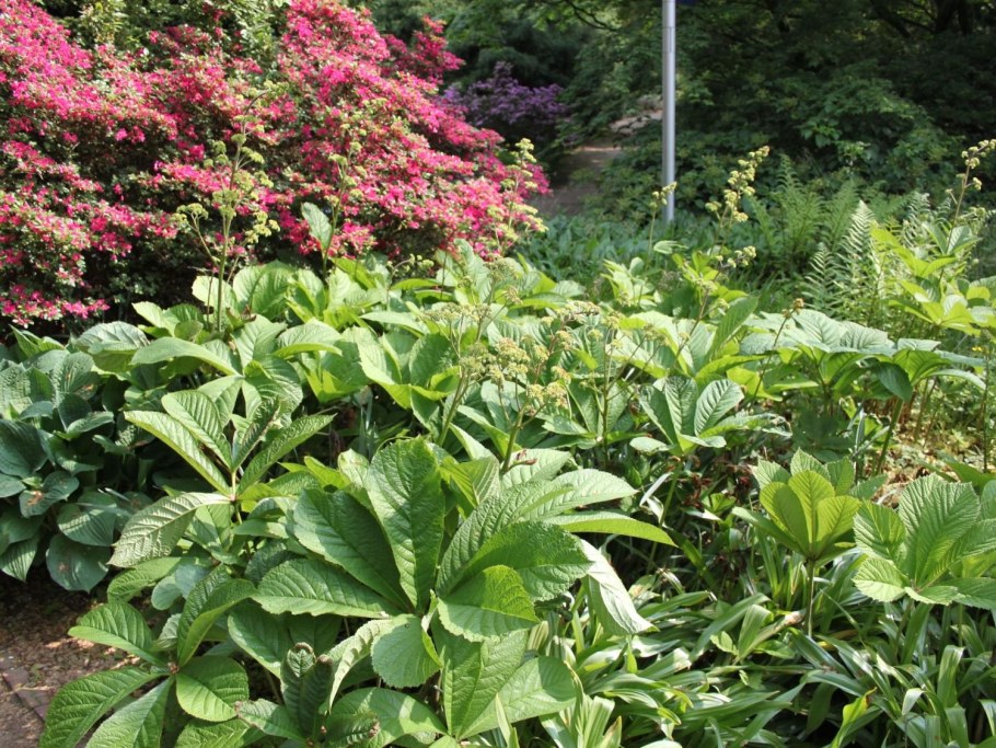 Роджерсия Браунлауб