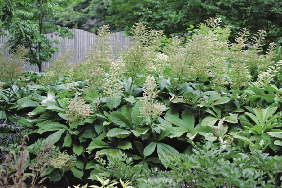 Астильбоидес роджерсия