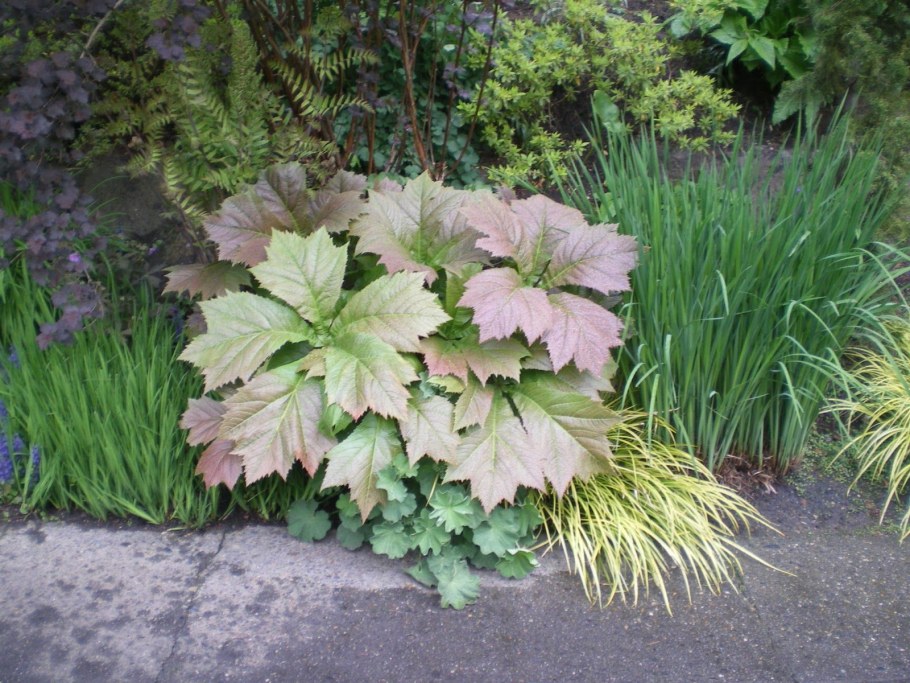 Роджерсия Браунлауб стополистная