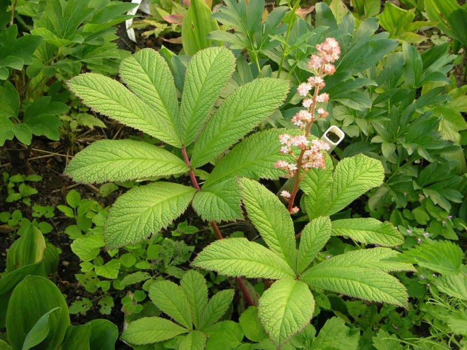 Роджерсия конскокаштанолистная