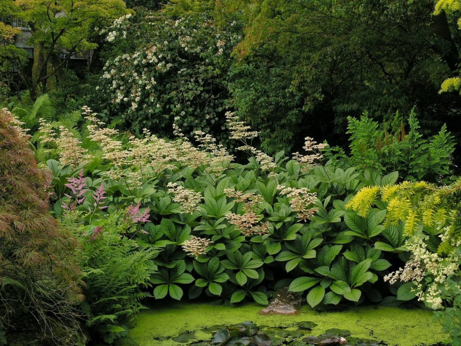 Роджерсия на клумбе