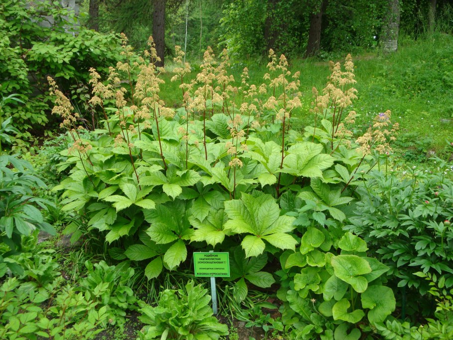 Волжанка и роджерсия