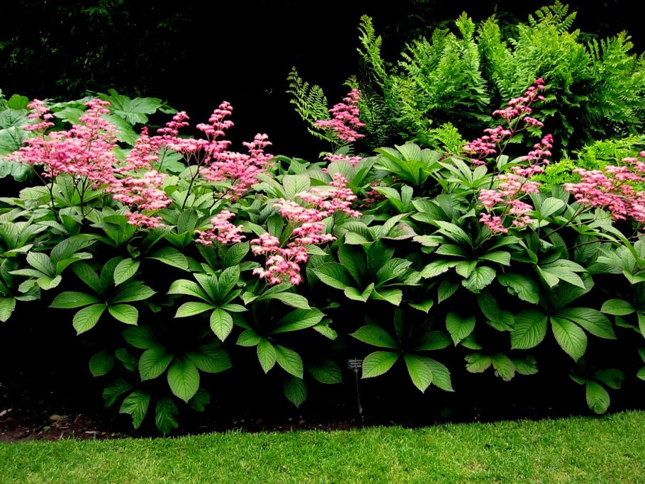 Роджерсия конскокаштанолистная