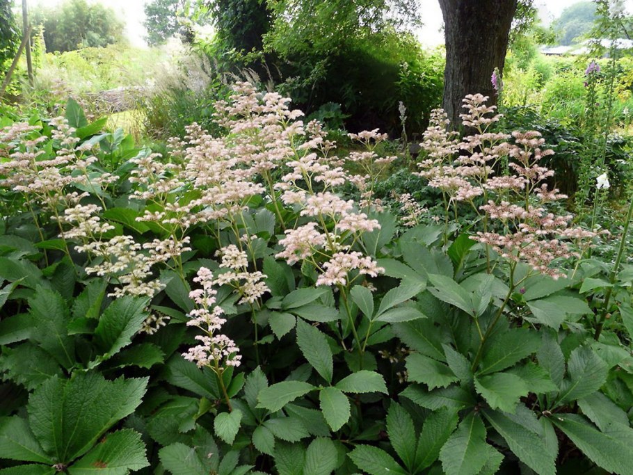 Роджерсия конскокаштанолистная