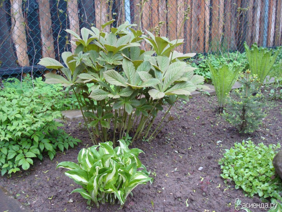 Роджерсия корневище