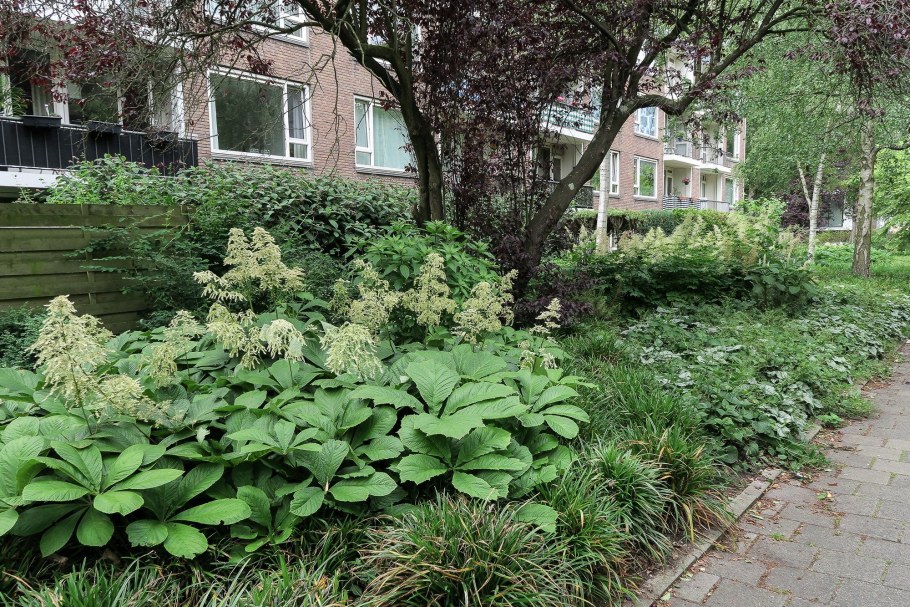 Роджерсия конскокаштанолистная