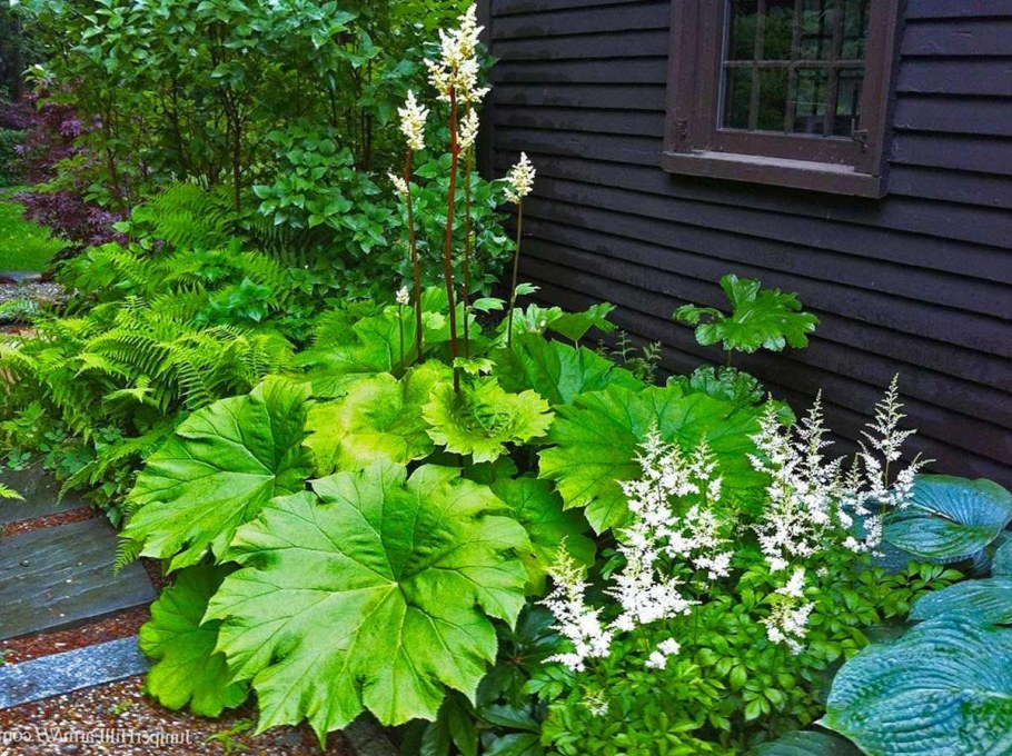 Астильбоидес роджерсия