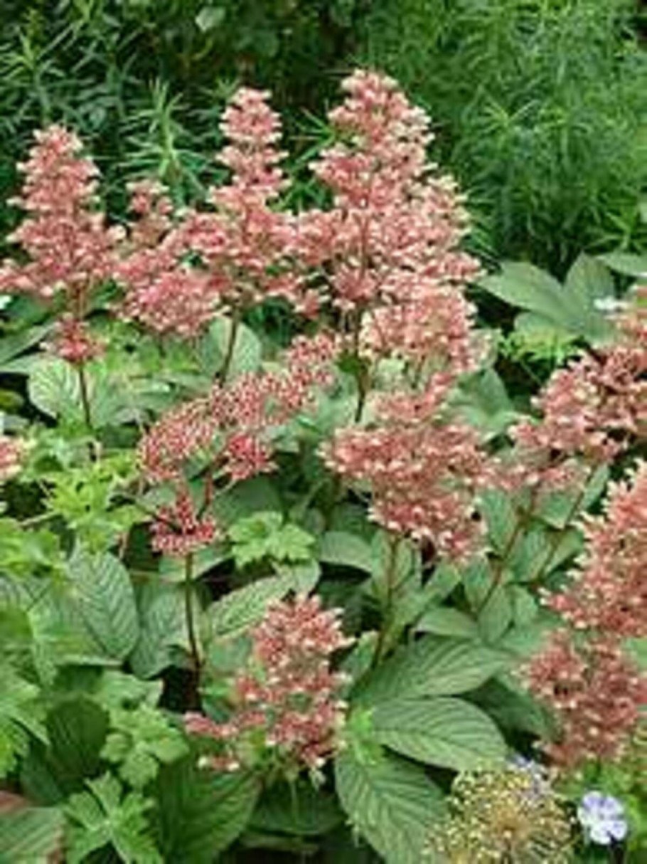 Роджерсия перистая Альба