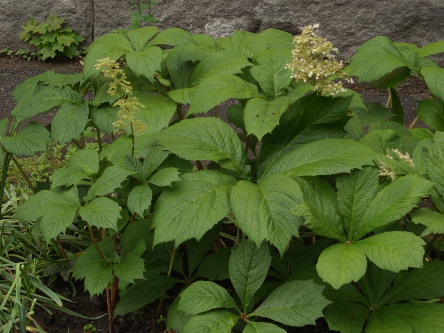 Какой корень у роджерсии