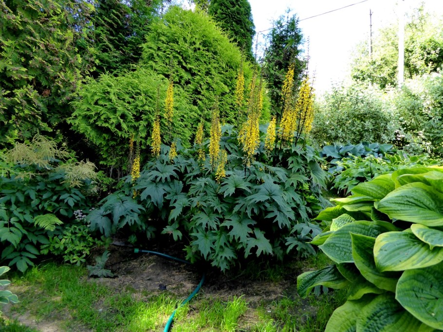 Бузульник лигулярия Пржевальского