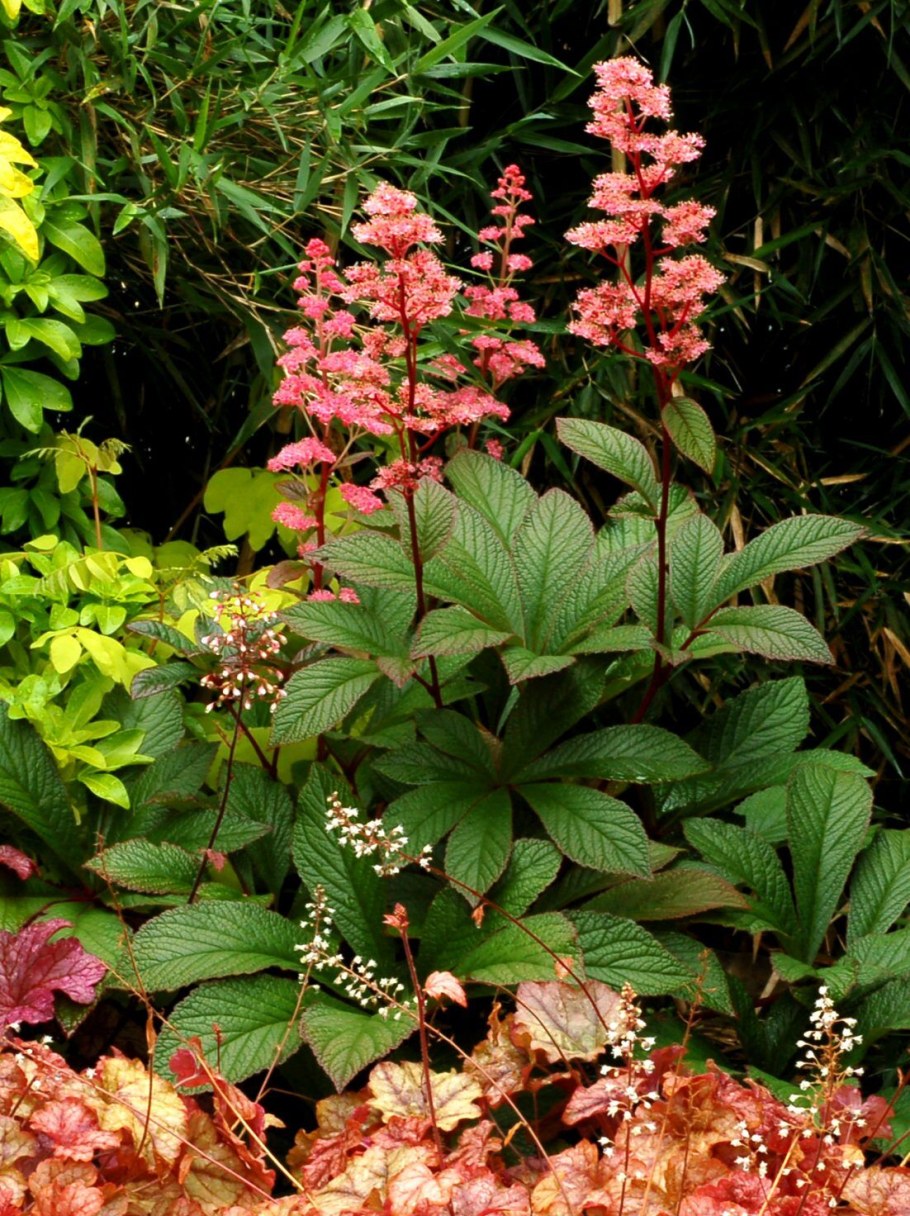 Роджерсия aesculifolia