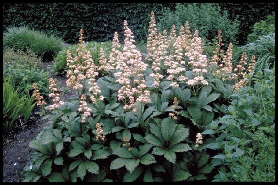 Роджерсия конскокаштанолистная