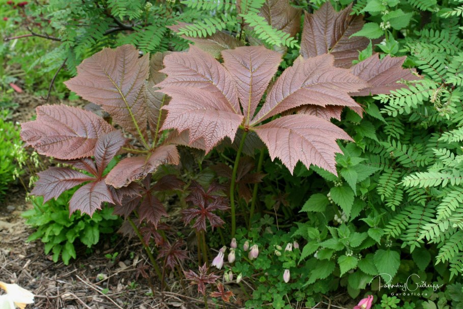 Роджерсия перистая