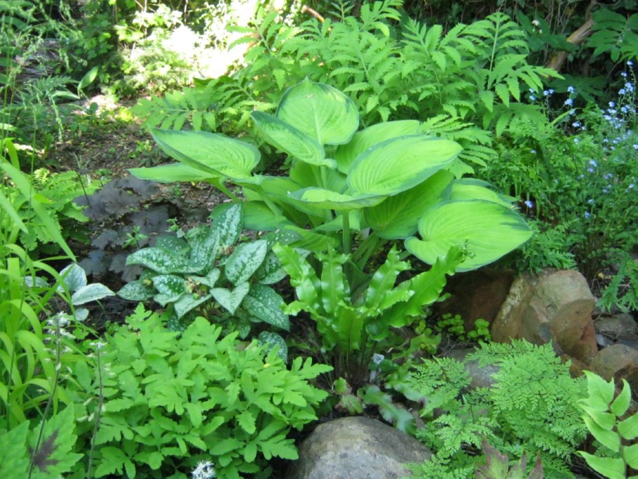 Роджерсия aesculifolia