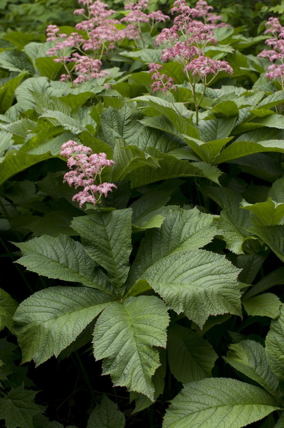 Роджерсия "эскулифолия"