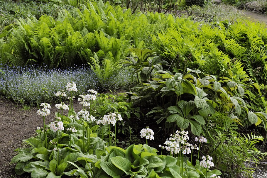 Роджерсия Хоста папоротник