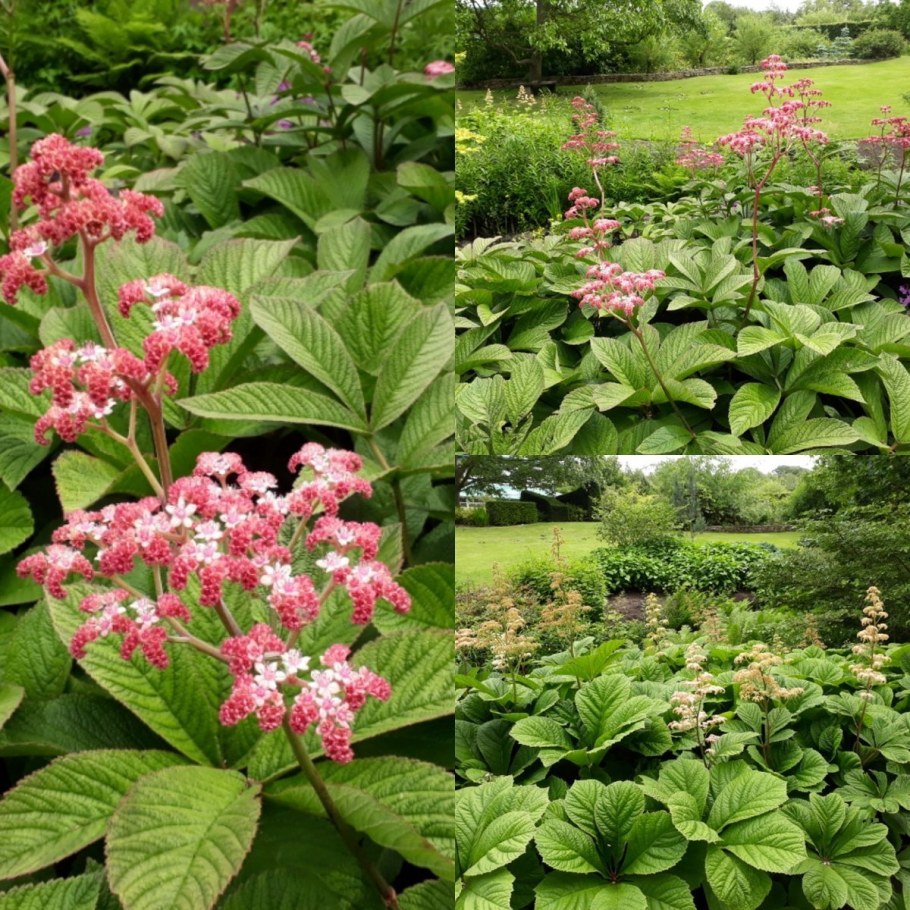 Роджерсия перистая