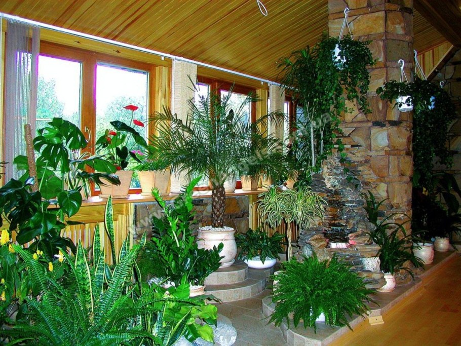 Комнатные растения зимний сад