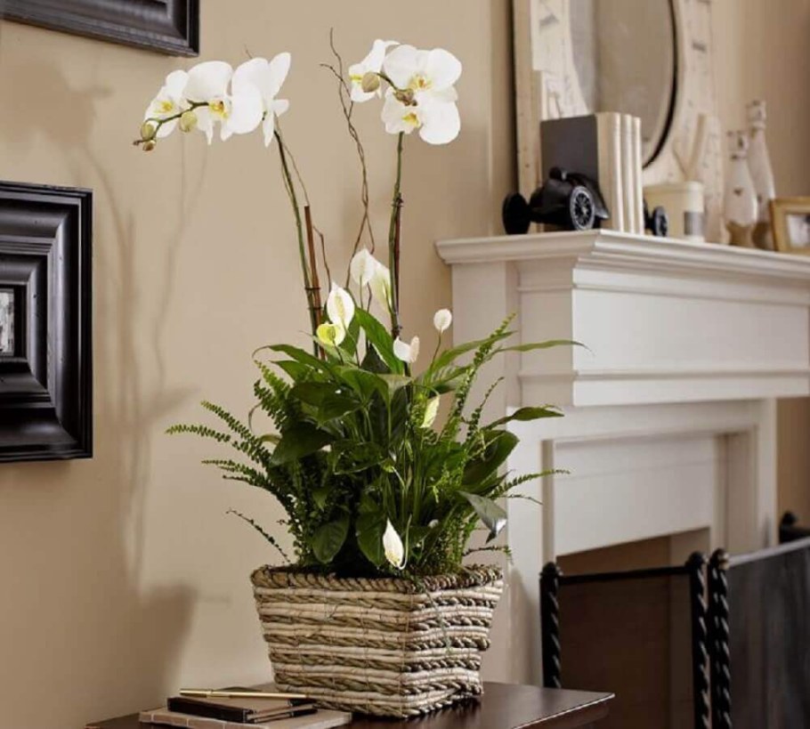 Интерьерные цветы в горшках