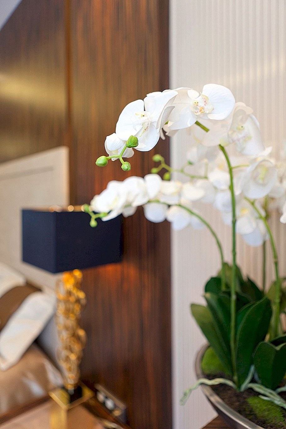 Орхидеи в современном интерьере