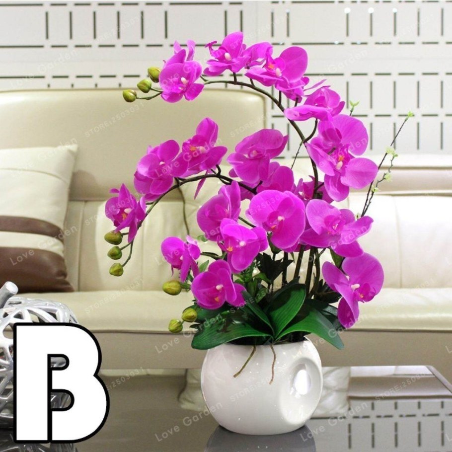 Фаленопсис Орхидея живые