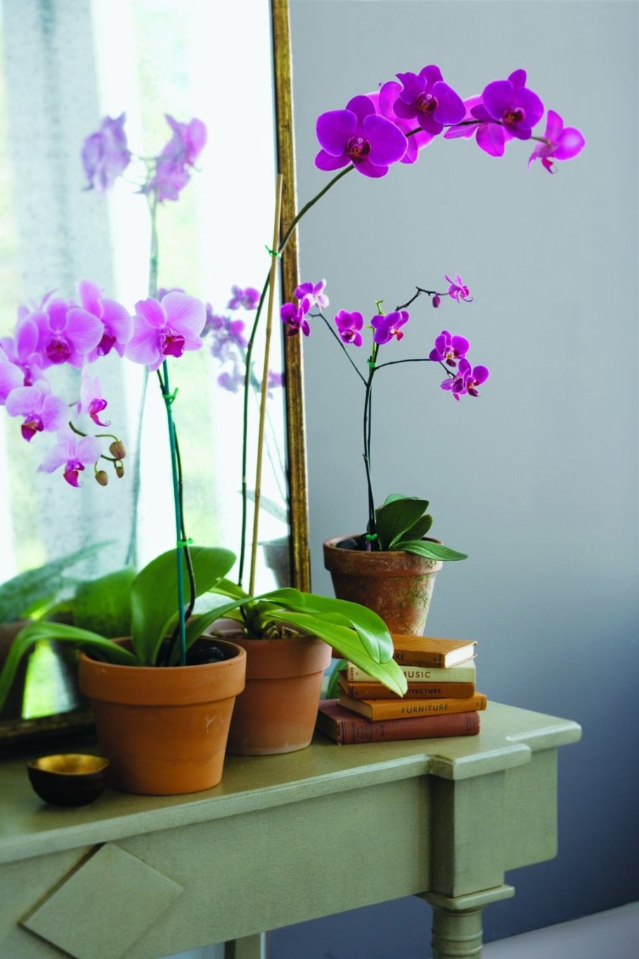 Орхидея Бенджамина