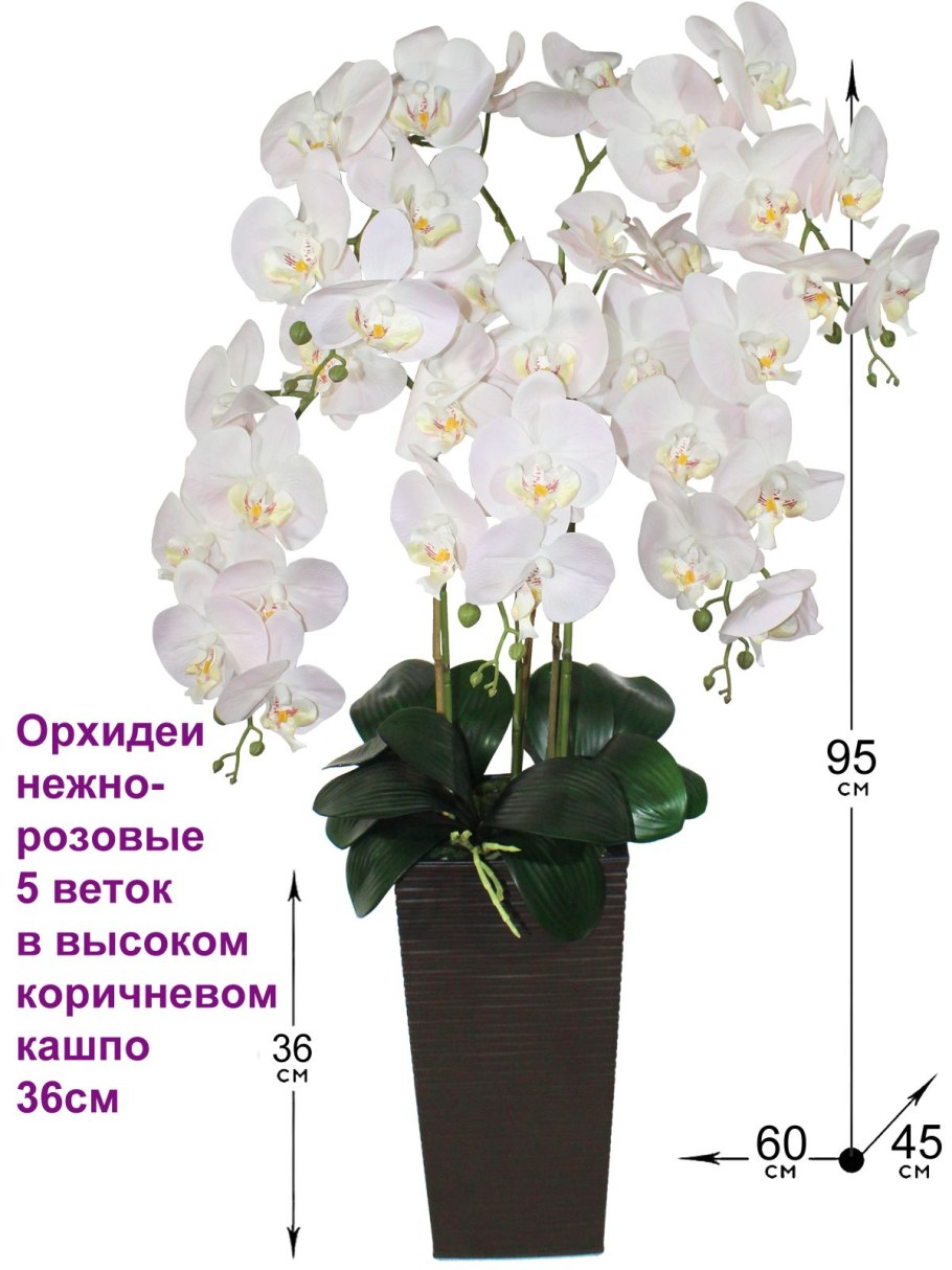 Фаленопсис белый в напольных кашпо