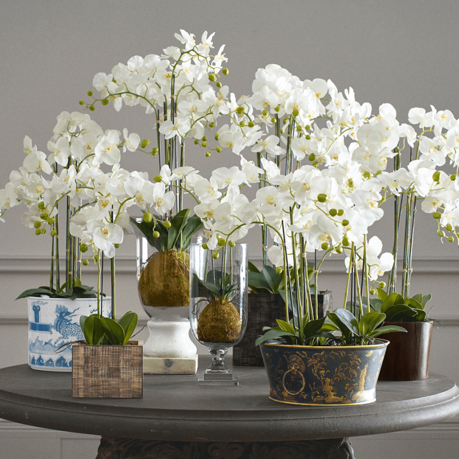 Орхидея фаленопсис Каскад микс