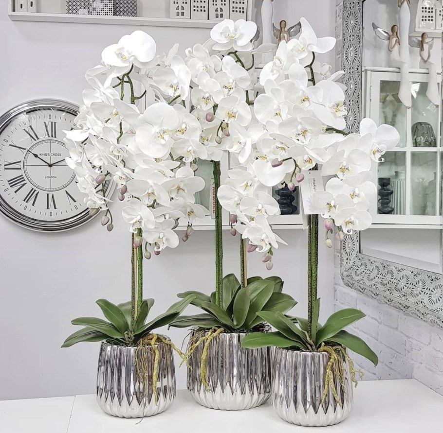 Орхидея в горшке