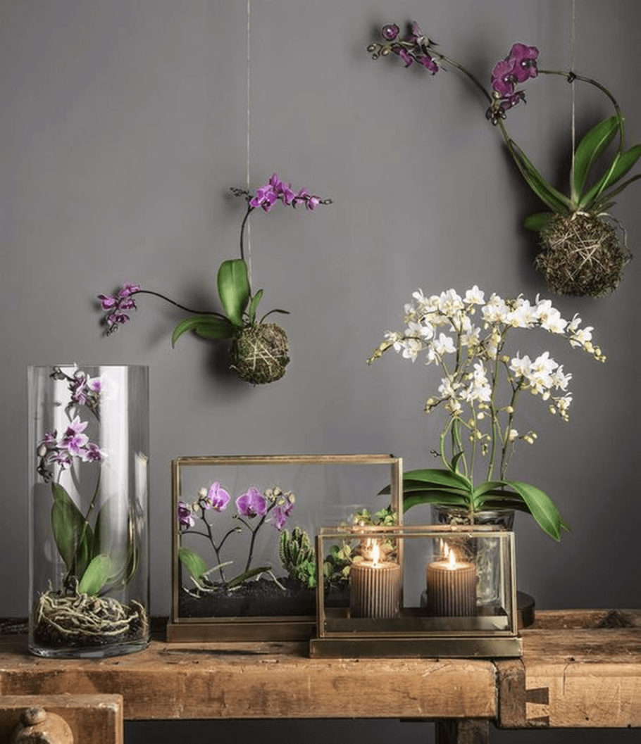 Орхидея фаленопсис сад