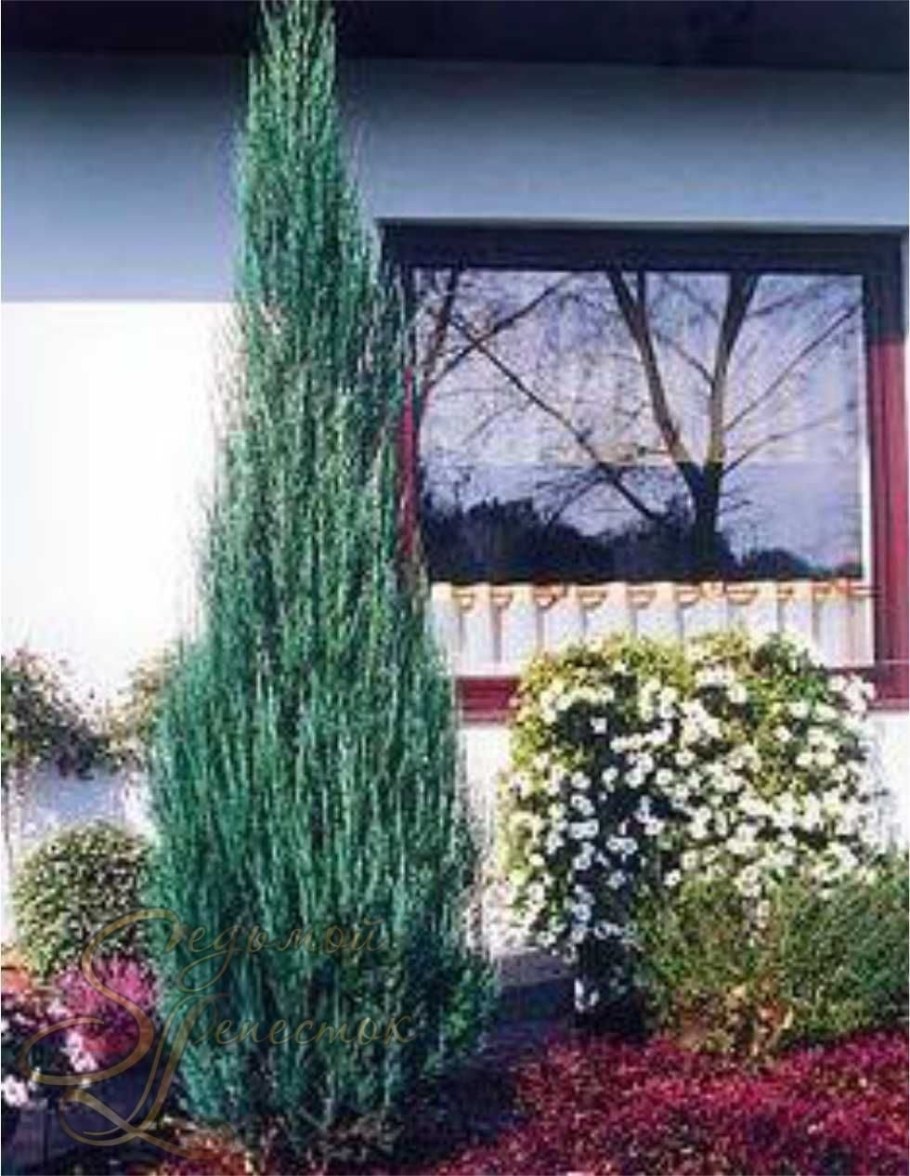 Можжевельник скальный Скайрокет