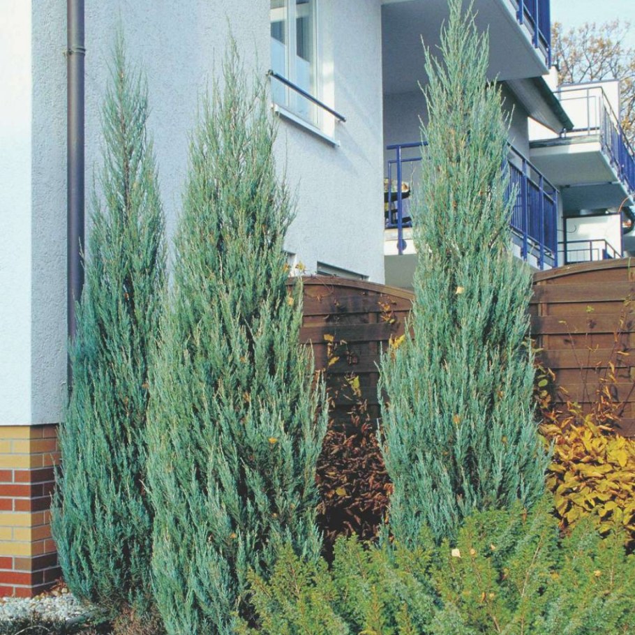 Моживелтник скальный Скай рокет