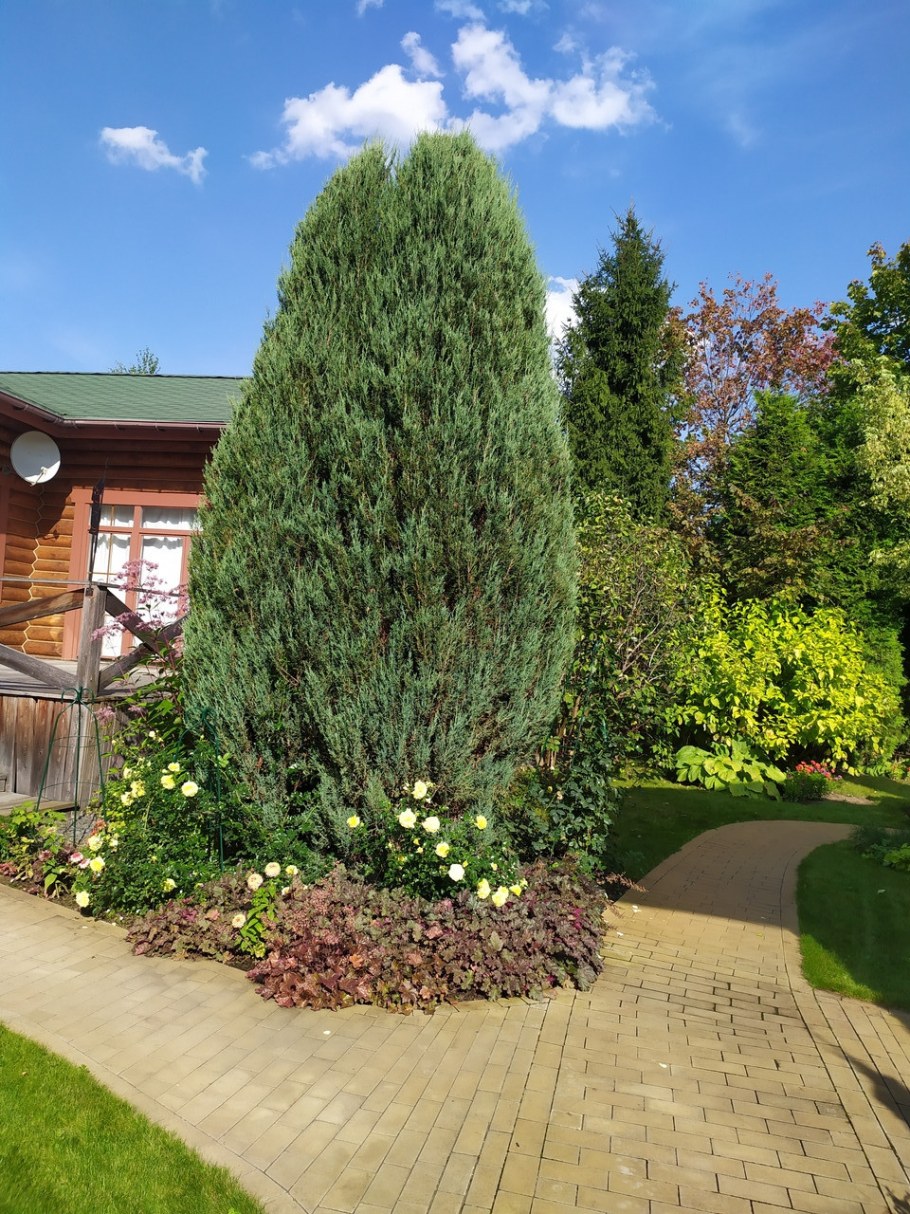 Можжевельник скальный Скайрокет