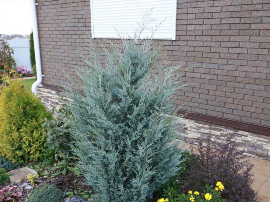 Можжевельник скальный Мунглоу