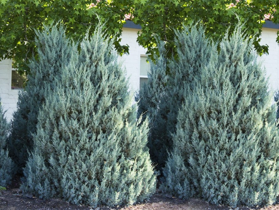 Можжевельник Блю Хевен