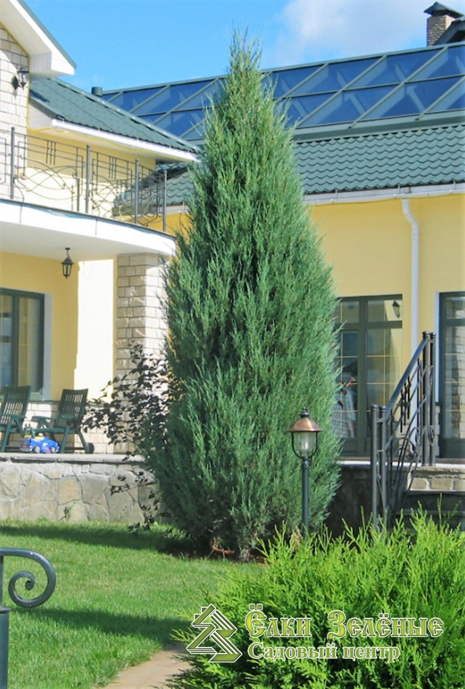 Можжевельник скальный Блю Эрроу