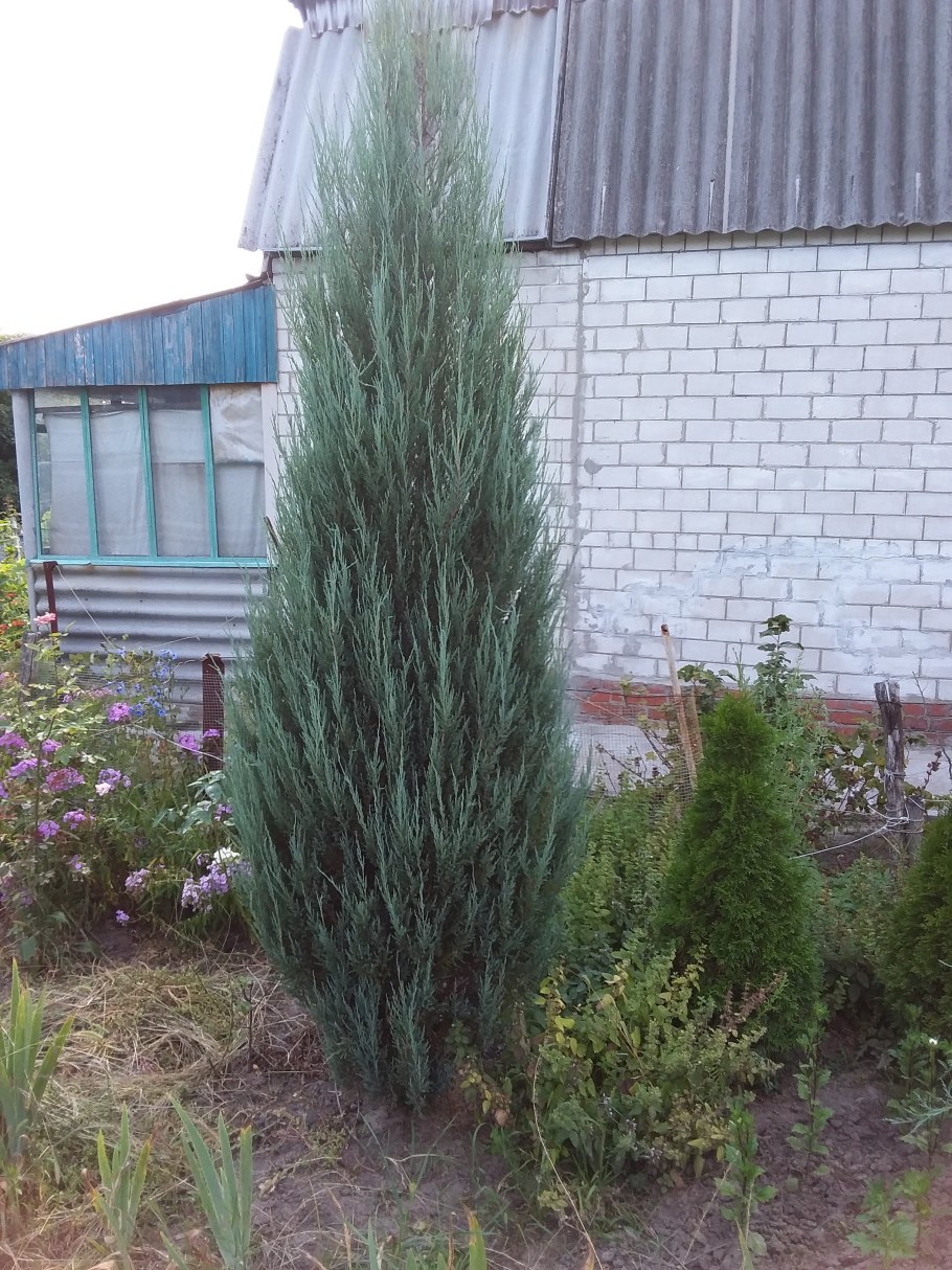 Можжевельник Блю Эрроу