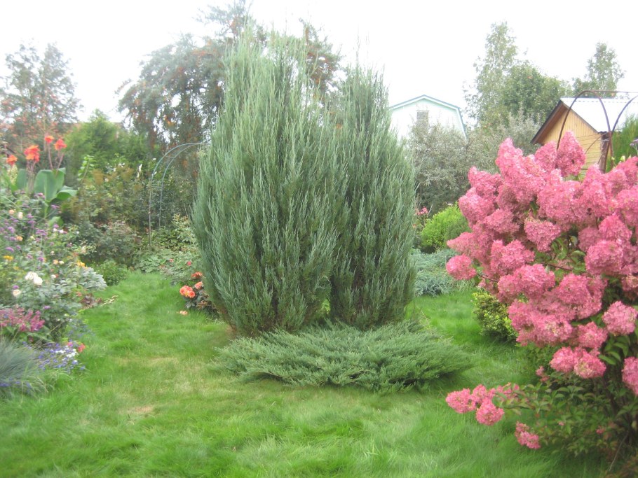 Можжевельник скальный Скайрокет Skyrocket