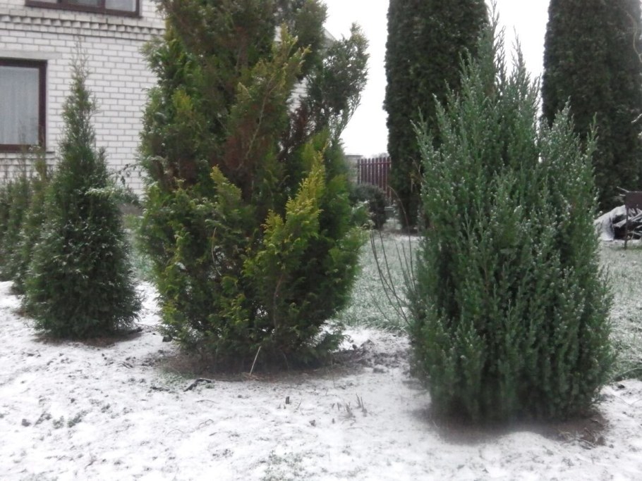 Можжевельник Блю Стрикта