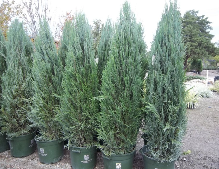 Можжевельник горный Блю Эрроу