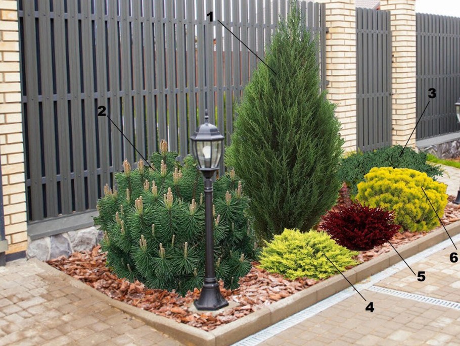 Можжевельник Стрикта