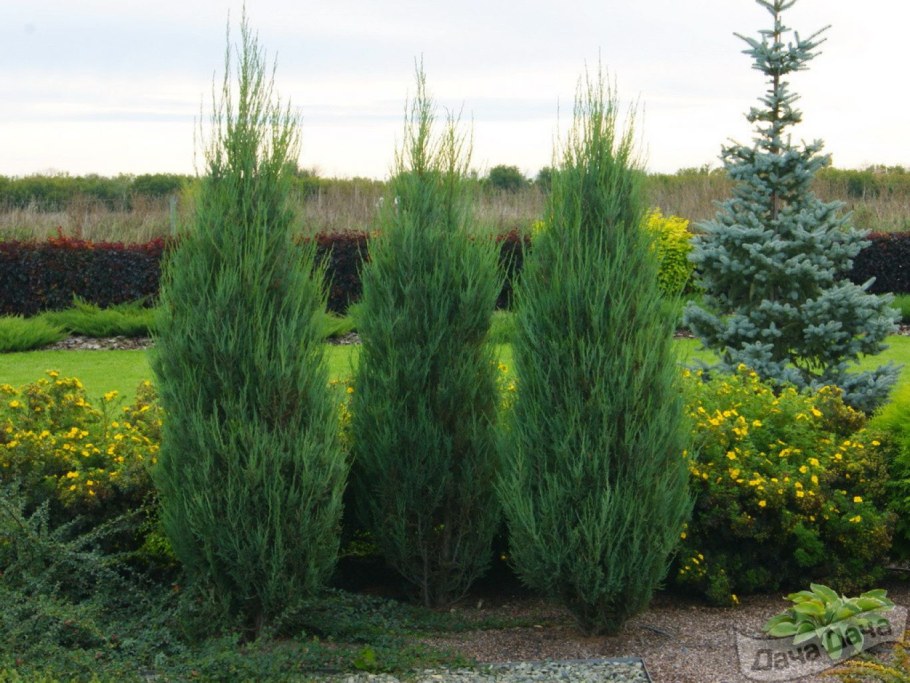 Можжевельник скальный Блю Эрроу