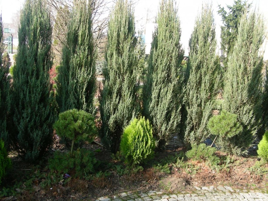 Можжевельник Скайрокет